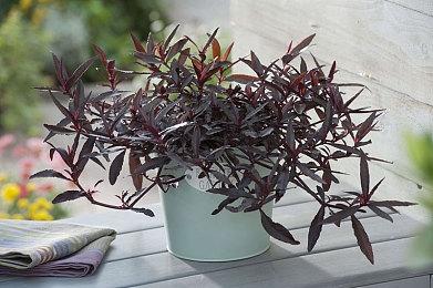 《艾尔登法环》油管视频热度超《GTA5》《大镖客2》总和